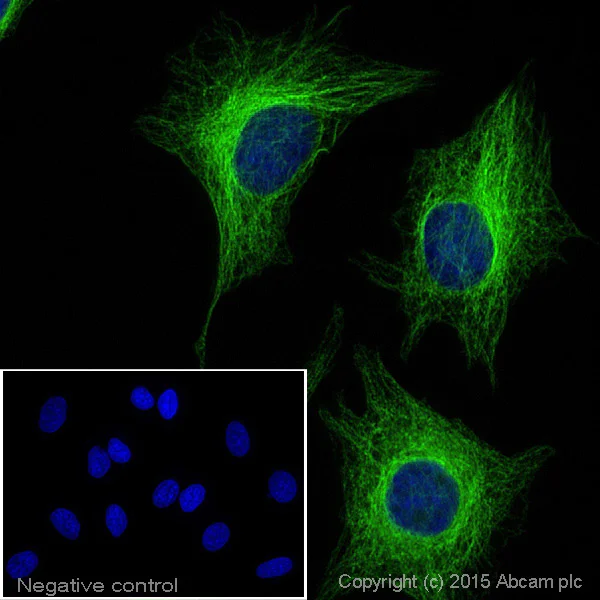 Immunocytochemistry/ Immunofluorescence - Goat Anti-Chicken IgY H&L (Alexa Fluor® 488) (AB150169)