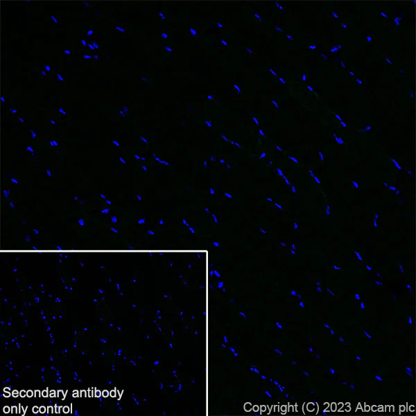Immunohistochemistry (Frozen sections) - Goat Anti-Chicken IgY H&L (Alexa Fluor® 488) (AB150169)