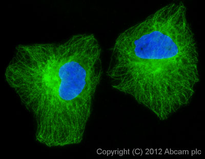Goat Anti Chicken (IgY) secondary antibody preadsorbed Alexa