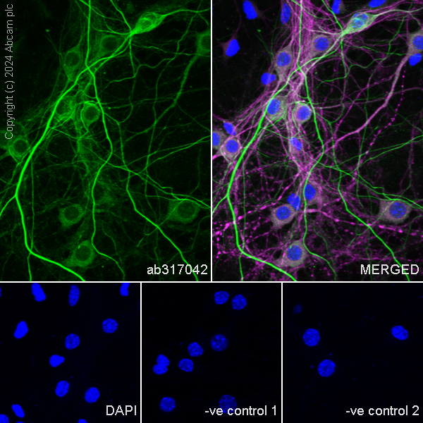 Immunocytochemistry/ Immunofluorescence - Goat Anti-Chicken IgY H&L (Alexa Fluor® 488) preadsorbed (ab150173), expandable thumbnail
