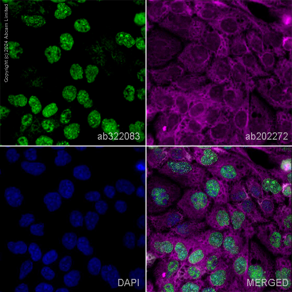 Immunocytochemistry/ Immunofluorescence - Goat Anti-Chicken IgY H&L (Alexa Fluor® 488) preadsorbed (ab150173), expandable thumbnail