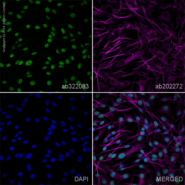 Immunocytochemistry/ Immunofluorescence - Goat Anti-Chicken IgY H&L (Alexa Fluor® 488) preadsorbed (ab150173), expandable thumbnail