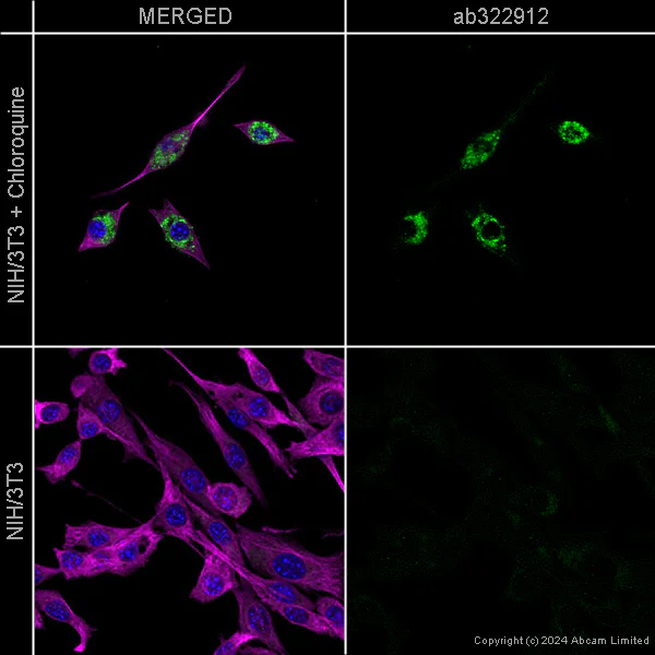 Immunocytochemistry/ Immunofluorescence - Goat Anti-Chicken IgY H&L (Alexa Fluor® 488) preadsorbed (AB150173)