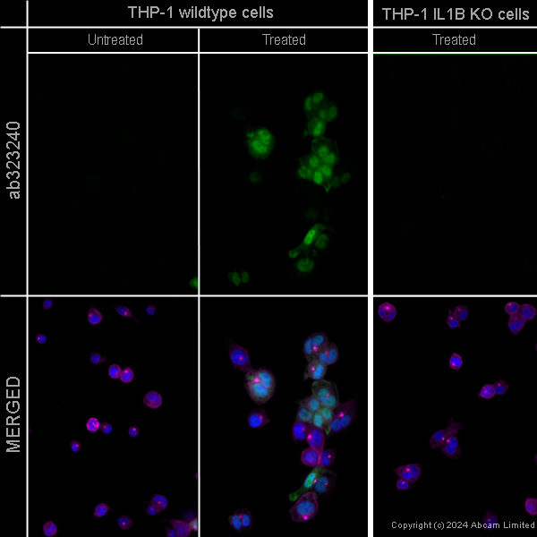 Immunocytochemistry/ Immunofluorescence - Goat Anti-Chicken IgY H&L (Alexa Fluor® 488) preadsorbed (ab150173), expandable thumbnail