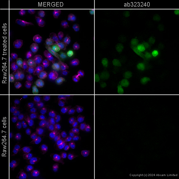 Immunocytochemistry/ Immunofluorescence - Goat Anti-Chicken IgY H&L (Alexa Fluor® 488) preadsorbed (ab150173), expandable thumbnail