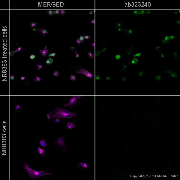 Immunocytochemistry/ Immunofluorescence - Goat Anti-Chicken IgY H&L (Alexa Fluor® 488) preadsorbed (ab150173), expandable thumbnail