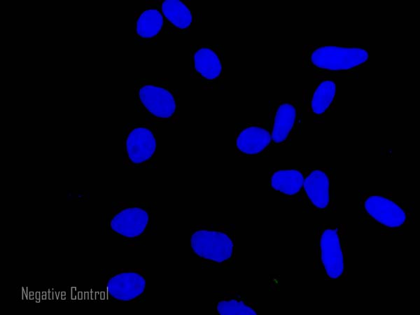 Immunocytochemistry/ Immunofluorescence - Goat Anti-Chicken IgY H&L (Alexa Fluor® 488) preadsorbed (AB150173), expandable thumbnail