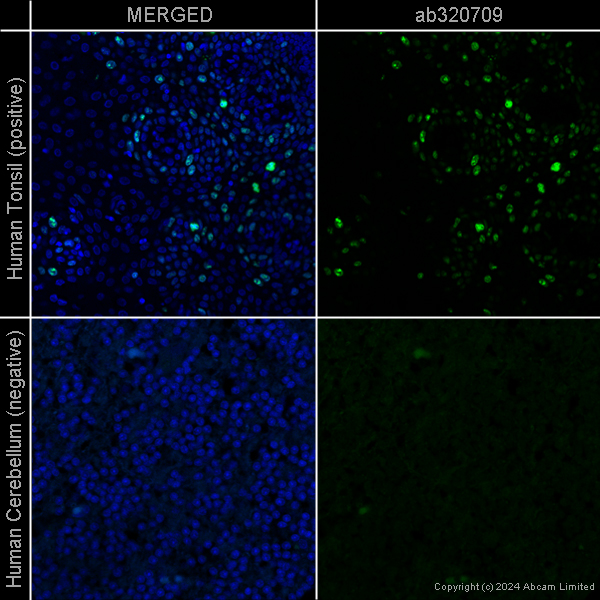 Immunohistochemistry (Formalin/PFA-fixed paraffin-embedded sections) - Goat Anti-Chicken IgY H&L (Alexa Fluor® 488) preadsorbed (ab150173), expandable thumbnail