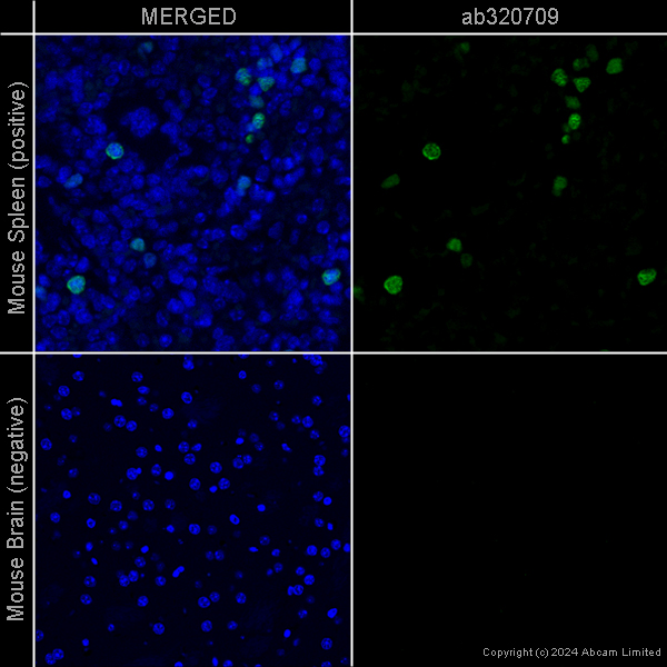 Immunohistochemistry (Formalin/PFA-fixed paraffin-embedded sections) - Goat Anti-Chicken IgY H&L (Alexa Fluor® 488) preadsorbed (ab150173), expandable thumbnail