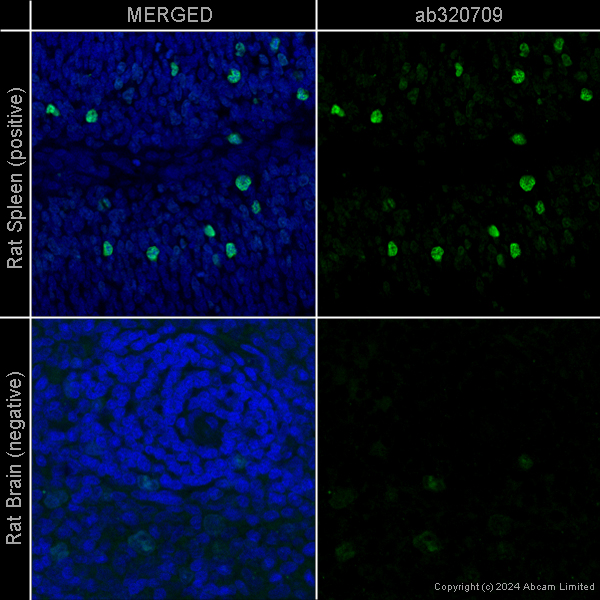 Immunohistochemistry (Formalin/PFA-fixed paraffin-embedded sections) - Goat Anti-Chicken IgY H&L (Alexa Fluor® 488) preadsorbed (ab150173), expandable thumbnail