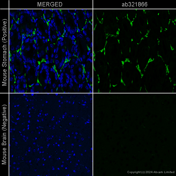 Goat Anti Chicken (IgY) secondary antibody preadsorbed Alexa Goat Anti Chicken (IgY) secondary antibody preadsorbed Alexa