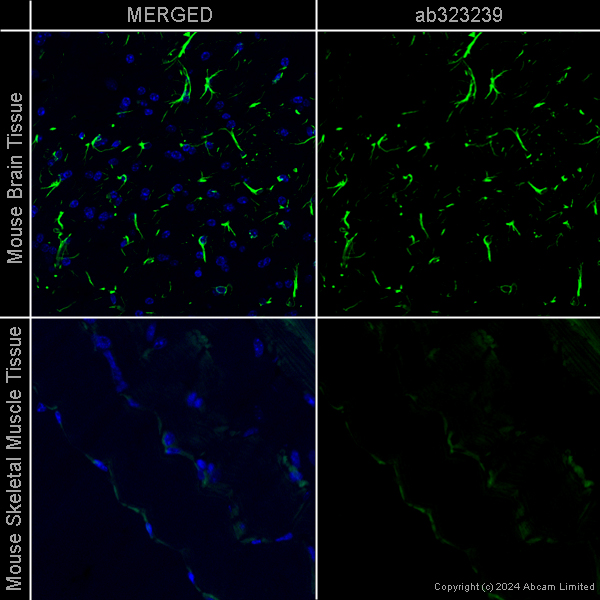 Immunohistochemistry (Formalin/PFA-fixed paraffin-embedded sections) - Goat Anti-Chicken IgY H&L (Alexa Fluor® 488) preadsorbed (ab150173), expandable thumbnail