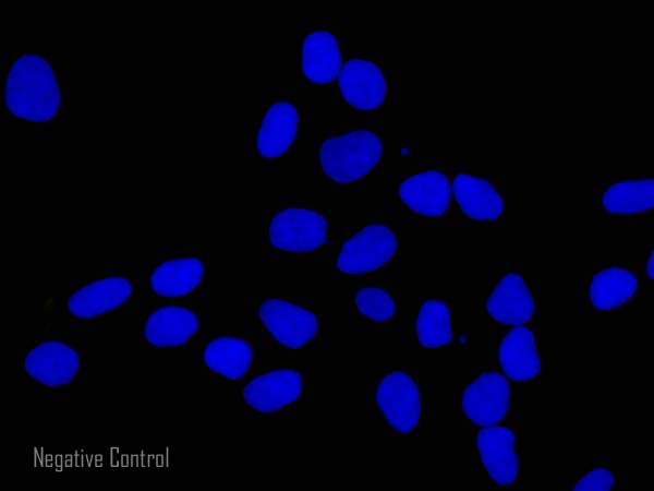 Immunocytochemistry/ Immunofluorescence - Goat Anti-Chicken IgY H&L (Alexa Fluor® 555) (AB150170), expandable thumbnail