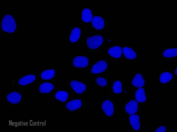 Immunocytochemistry/ Immunofluorescence - Goat Anti-Chicken IgY H&L (Alexa Fluor® 555) (AB150170)