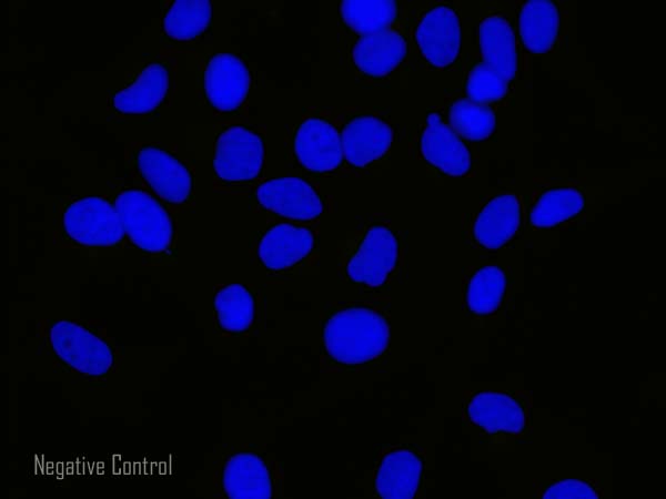 Immunocytochemistry/ Immunofluorescence - Goat Anti-Chicken IgY H&L (Alexa Fluor® 555) preadsorbed (AB150174), expandable thumbnail