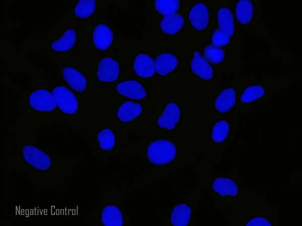Immunocytochemistry/ Immunofluorescence - Goat Anti-Chicken IgY H&L (Alexa Fluor® 555) preadsorbed (AB150174)