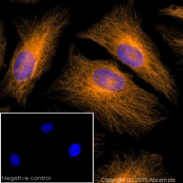 Immunocytochemistry/ Immunofluorescence - Goat Anti-Chicken IgY H&L (Alexa Fluor® 594) (AB150172)