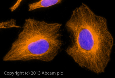 Immunocytochemistry/ Immunofluorescence - Goat Anti-Chicken IgY H&L (Alexa Fluor® 594) preadsorbed (AB150176), expandable thumbnail