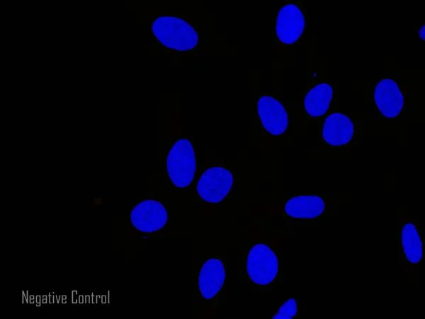 Immunocytochemistry/ Immunofluorescence - Goat Anti-Chicken IgY H&L (Alexa Fluor® 594) preadsorbed (AB150176)
