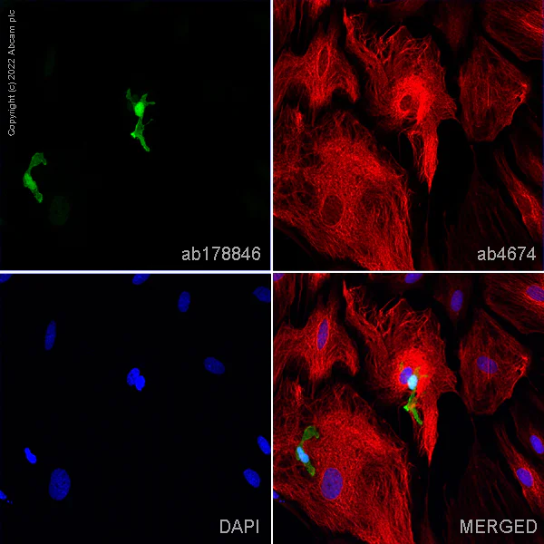 Immunocytochemistry/ Immunofluorescence - Goat Anti-Chicken IgY H&L (Alexa Fluor® 594) preadsorbed (AB150176)