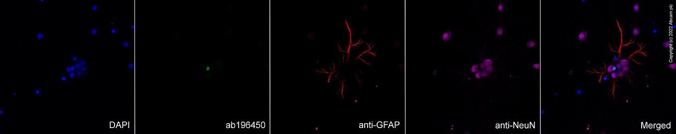 Immunocytochemistry/ Immunofluorescence - Goat Anti-Chicken IgY H&L (Alexa Fluor® 594) preadsorbed (ab150176), expandable thumbnail