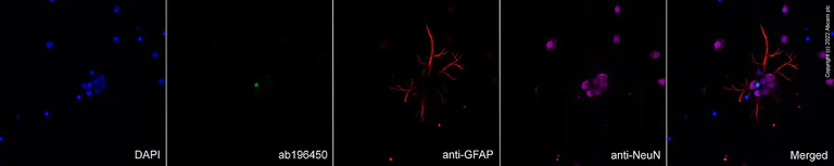 Immunocytochemistry/ Immunofluorescence - Goat Anti-Chicken IgY H&L (Alexa Fluor® 594) preadsorbed (AB150176)