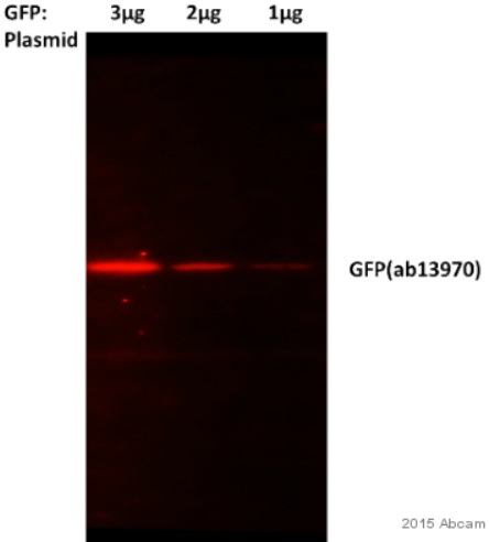 Western blot - Goat Anti-Chicken IgY H&L (Alexa Fluor® 594) preadsorbed (AB150176), expandable thumbnail