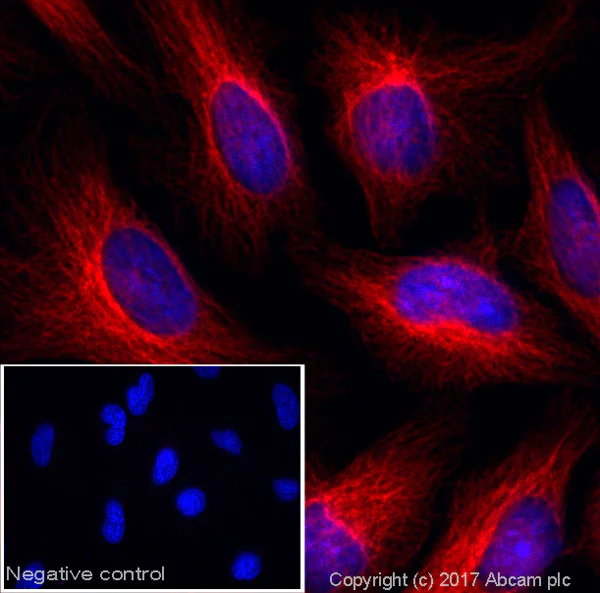 Goat Anti Chicken IgY (Alexa Fluor® 647) secondary antibody