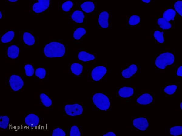 Immunocytochemistry/ Immunofluorescence - Goat Anti-Chicken IgY H&L (Alexa Fluor® 647) preadsorbed (AB150175), expandable thumbnail