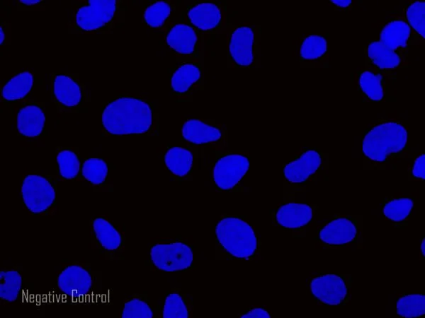 Immunocytochemistry/ Immunofluorescence - Goat Anti-Chicken IgY H&L (Alexa Fluor® 647) preadsorbed (AB150175)