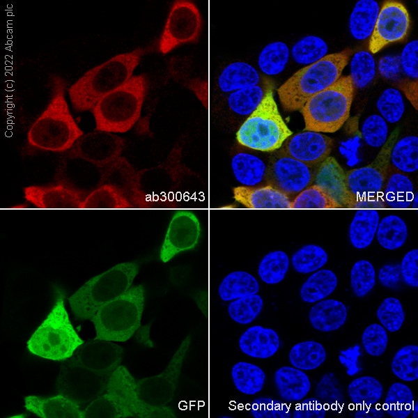 Immunocytochemistry/ Immunofluorescence - Goat Anti-Chicken IgY H&L (Alexa Fluor® 647) preadsorbed (ab150175), expandable thumbnail