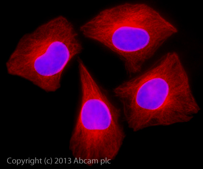 Goat Anti Chicken (IgY) secondary antibody preadsorbed Alexa Goat Anti Chicken (IgY) secondary antibody preadsorbed Alexa