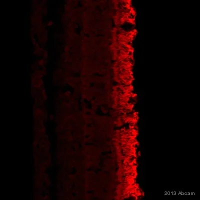 Immunohistochemistry (Frozen sections) - Goat Anti-Chicken IgY H&L (Alexa Fluor® 647) preadsorbed (AB150175)