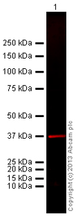 Western blot - Goat Anti-Chicken IgY H&L (Alexa Fluor® 680) (AB175779)