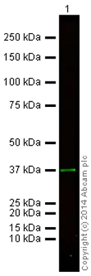 Western blot - Goat Anti-Chicken IgY H&L (Alexa Fluor® 750) (AB175754)