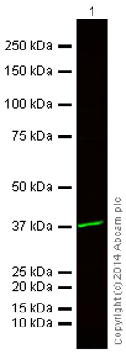 Western blot - Goat Anti-Chicken IgY H&L (Alexa Fluor® 750) preadsorbed (AB175755), expandable thumbnail
