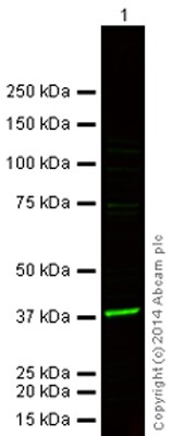 Western blot - Goat Anti-Chicken IgY H&L (Alexa Fluor® 790) (AB175787), expandable thumbnail