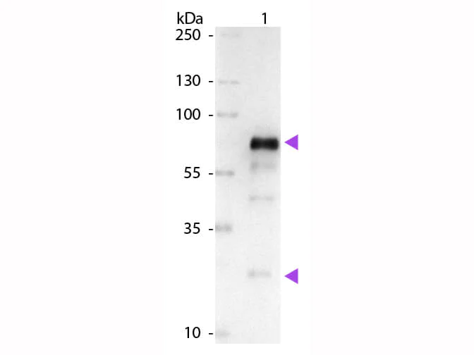 Western blot - Goat Anti-Chicken IgY H&L (Alkaline Phosphatase) preadsorbed (AB7119)