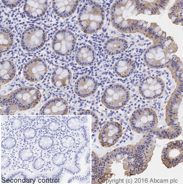Immunohistochemistry (Formalin/PFA-fixed paraffin-embedded sections) - Goat Anti-Chicken IgY H&L (Biotin) (AB207998)