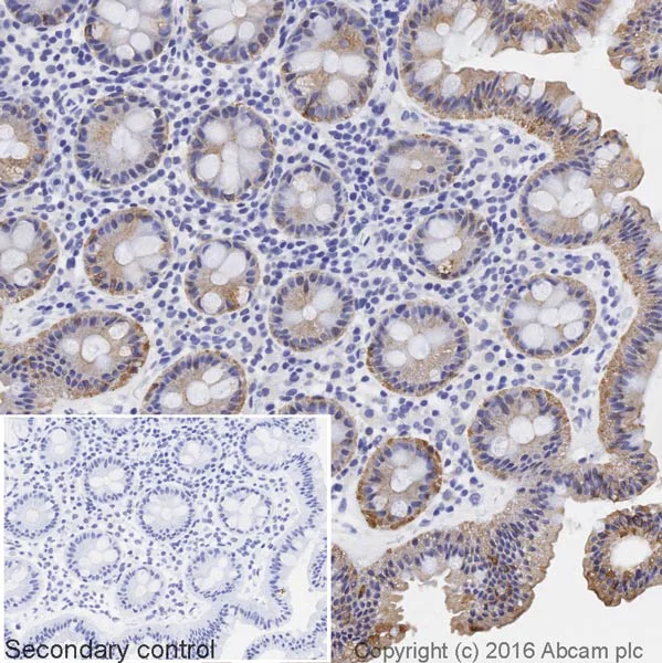 Immunohistochemistry (Formalin/PFA-fixed paraffin-embedded sections) - Goat Anti-Chicken IgY H&L (Biotin) (AB207998)