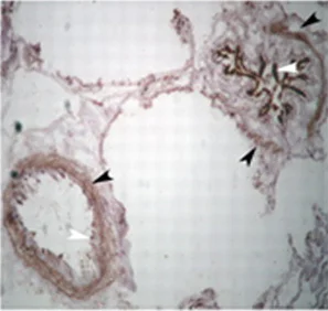 Immunohistochemistry (Frozen sections) - Goat Anti-Chicken IgY H&L (Biotin) (AB6876)