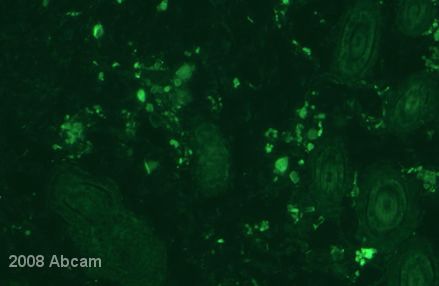 Immunocytochemistry/ Immunofluorescence - Goat Anti-Chicken IgY H&L (FITC) (AB6873), expandable thumbnail