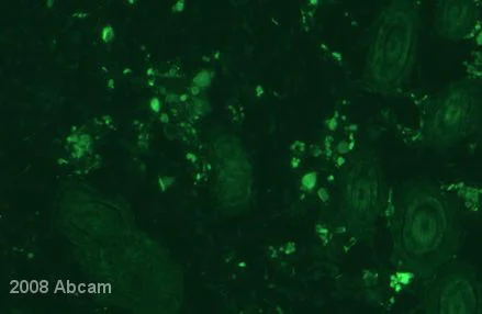 Immunocytochemistry/ Immunofluorescence - Goat Anti-Chicken IgY H&L (FITC) (AB6873)