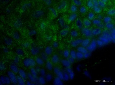 Immunohistochemistry (Frozen sections) - Goat Anti-Chicken IgY H&L (FITC) (AB6873), expandable thumbnail