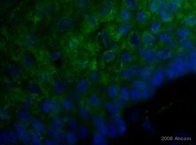 Immunohistochemistry (Frozen sections) - Goat Anti-Chicken IgY H&L (FITC) (AB6873)