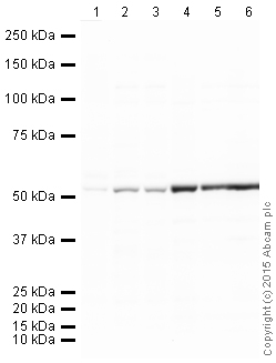 Western blot - Goat Anti-Chicken IgY H&L (HRP) (AB205721), expandable thumbnail