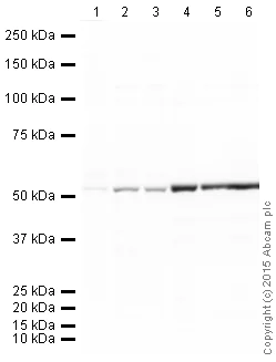 Western blot - Goat Anti-Chicken IgY H&L (HRP) (AB205721)
