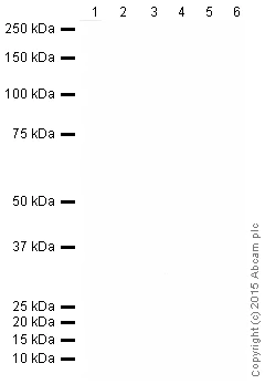 Western blot - Goat Anti-Chicken IgY H&L (HRP) (AB205721)
