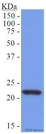 Western blot - Goat Anti-Chicken IgY H&L (HRP) (ab6877), expandable thumbnail