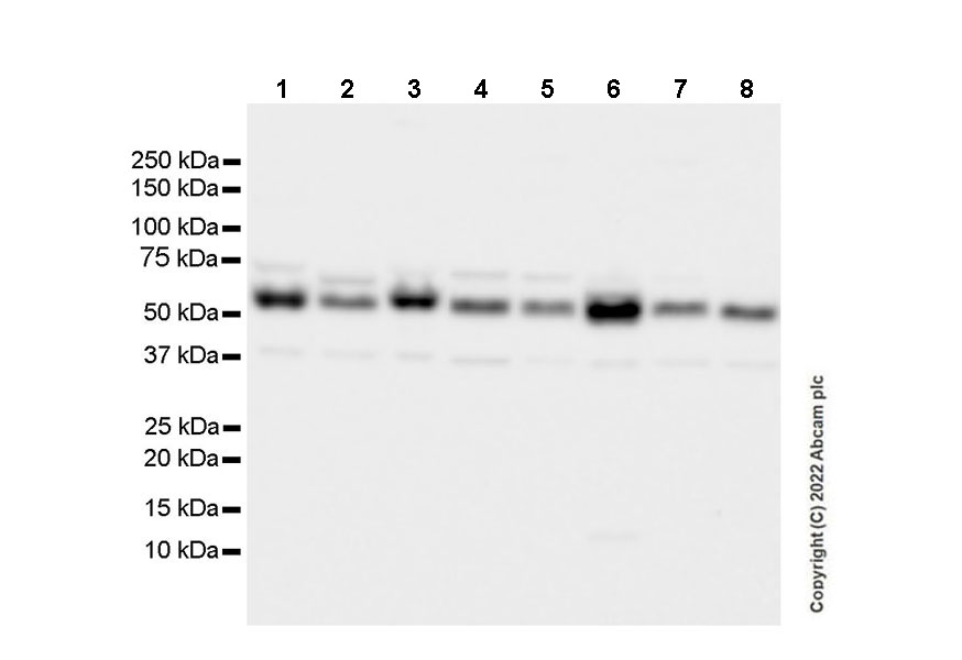 Western blot - Goat Anti-Chicken IgY H&L (HRP) (ab6877), expandable thumbnail
